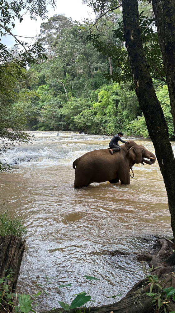 Wild Asian Elephants Cambodia: Ecotourism & Conservation