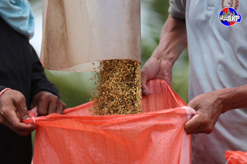 Cambodia Allocates $40M to Stabilize Rice Prices: ARDB Intervention Explained