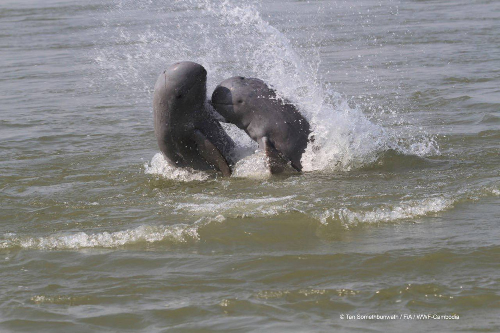 Great News for Cambodia’s Mekong Dolphins!🐬