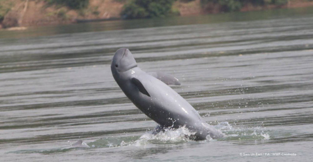 Cambodia Records Zero Dolphin Deaths for the First Time Ever