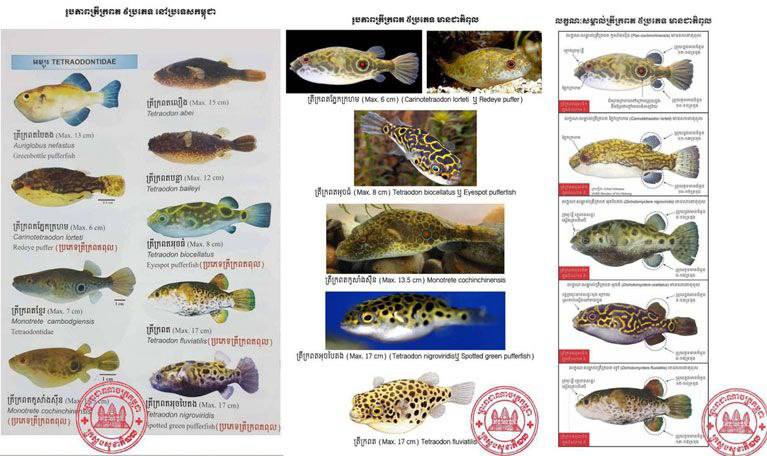 Mekong Pufferfish Alert: Joint Study Finds High Toxins