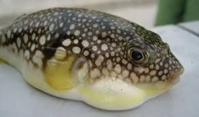 Stop Eating the Pufferfish! New Study Finds Dangerous Toxins 🐡