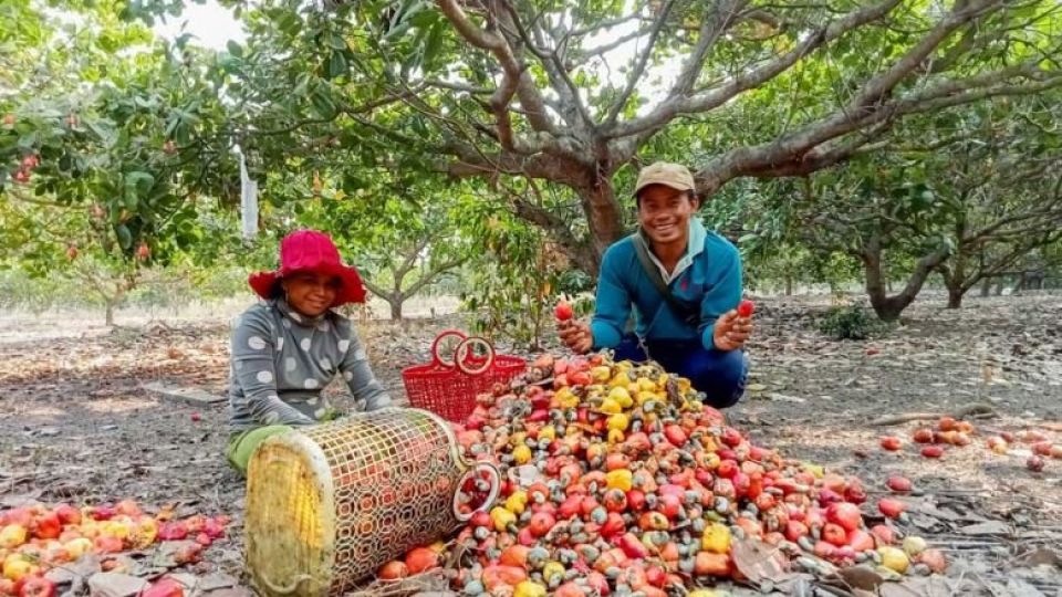 Beyond Raw Exports: How Cambodia Is Building a Cashew Processing Empire