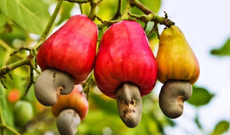 Beyond Raw Exports: How Cambodia Is Building a Cashew Processing Empire