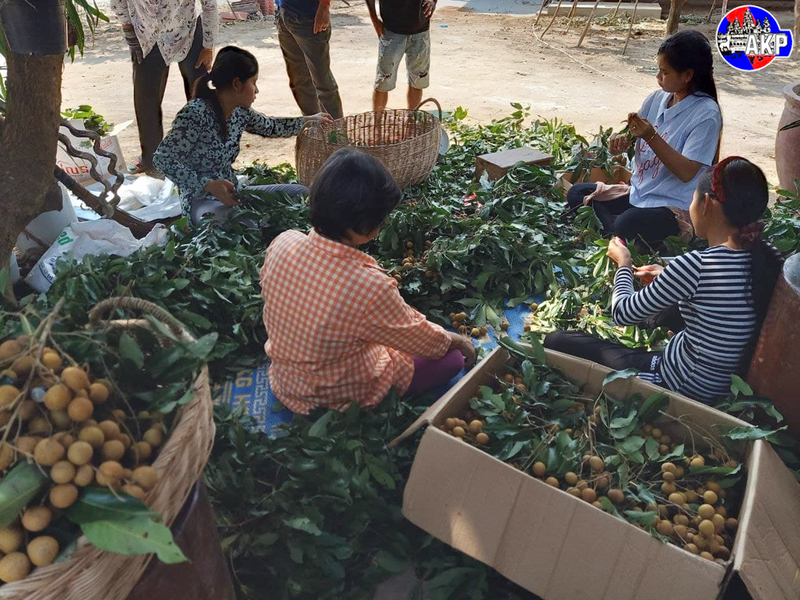 Pailin Longan Exports Surge to $35M: A Green Gold Success in 2025