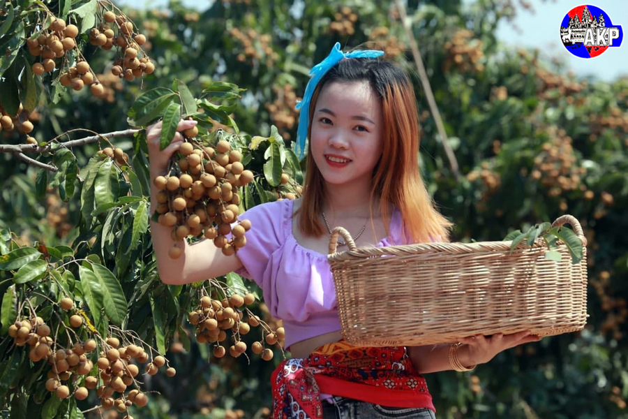 Pailin Longan: Cambodia’s $35M Success Story Amid Regional Challenges