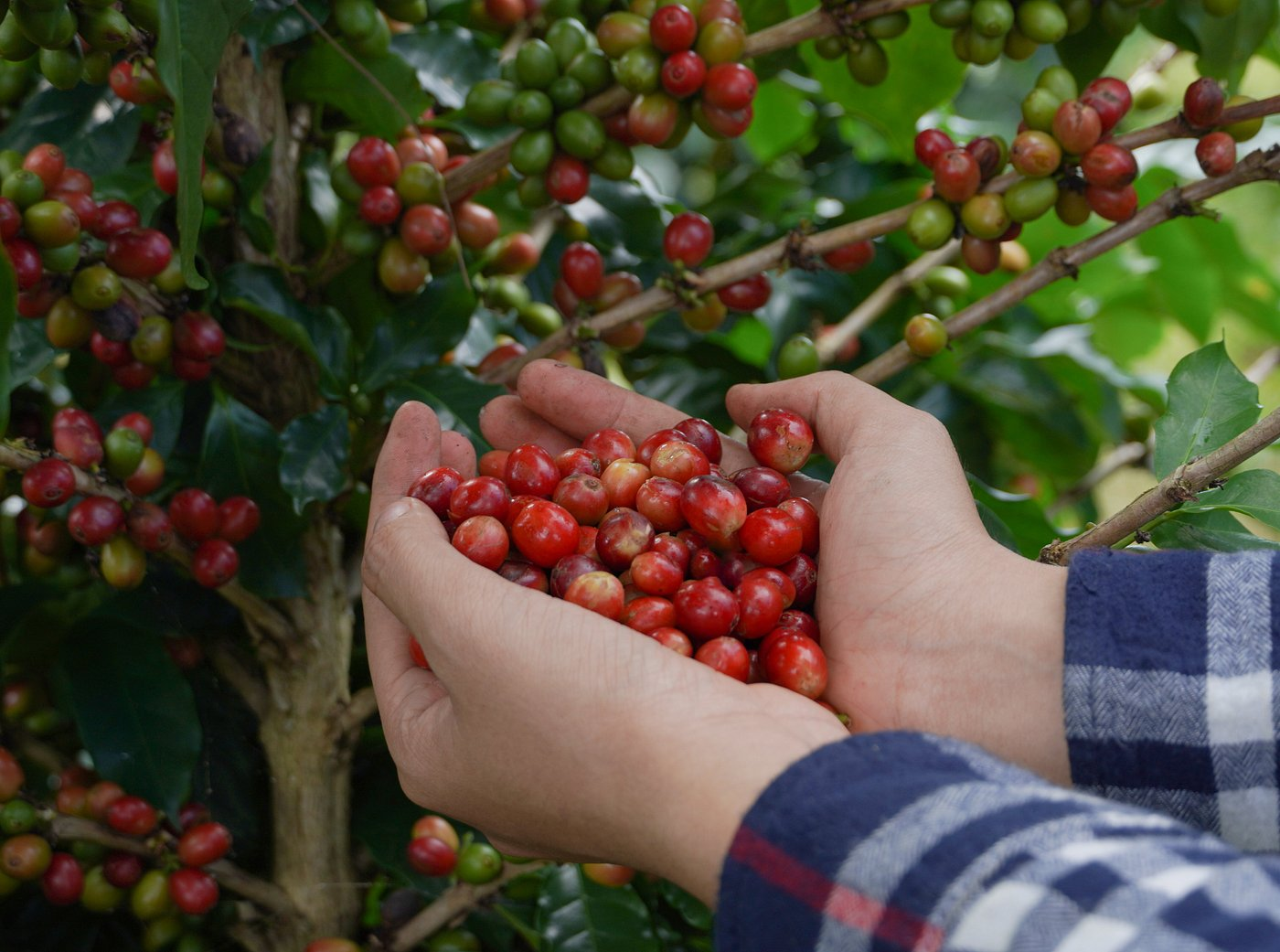 The Awakening Giant: Why Cambodiaโs Coffee Industry is the Next Big Play for 2026
